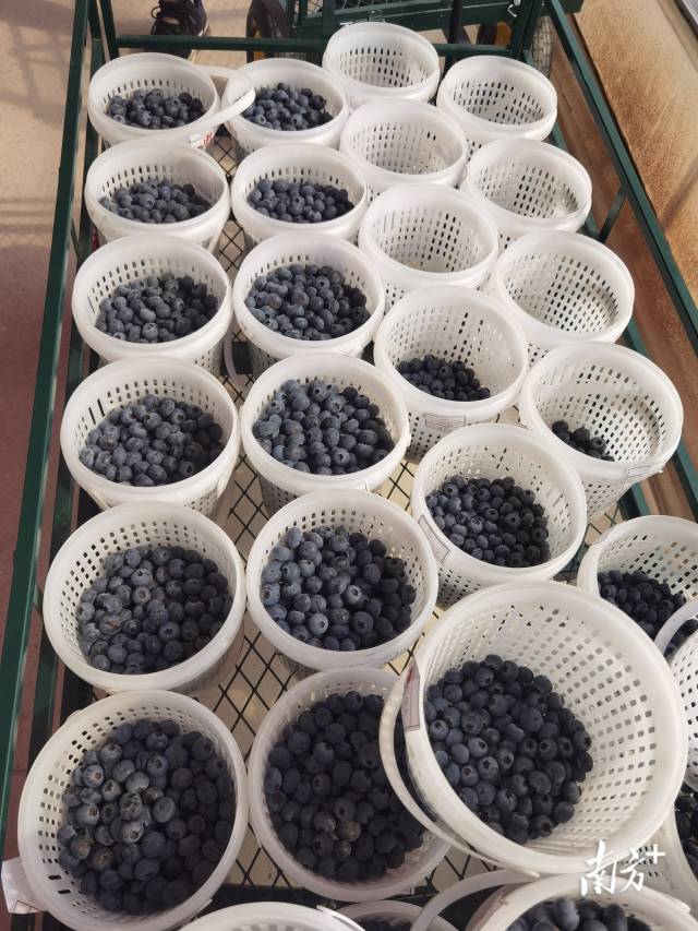 采摘的新鲜蓝莓。李慧君 摄