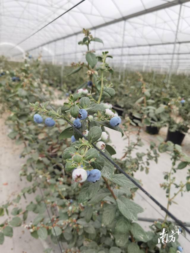 蓝莓又大又甜。李慧君 摄