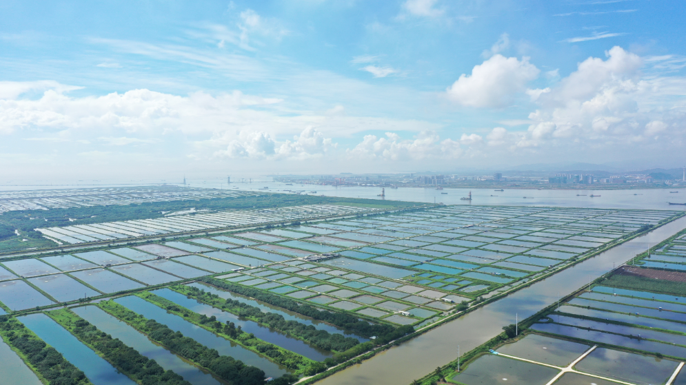 珠江口的蓝色粮仓，重新定义中国鲜味