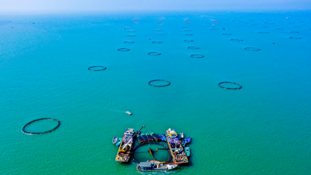 广东人如何实现海鲜自由？答案藏在这片海里