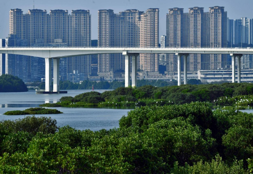 澳门路氹居住区附近的大片红树林。《澳门红树林》黄明辉(澳门)摄　　图片来源：灵动湾区——生物多样性摄影展