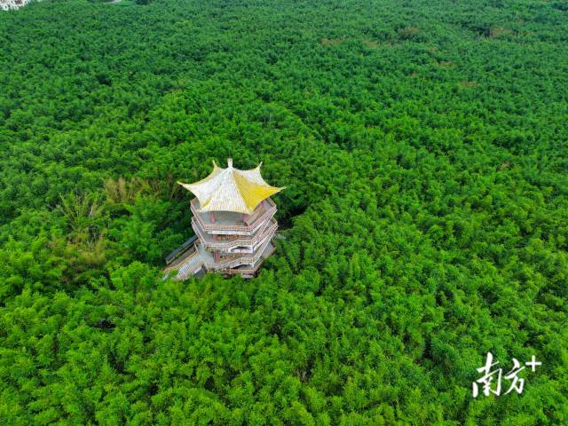 肇庆广宁竹资源丰富，有108万亩竹林。 