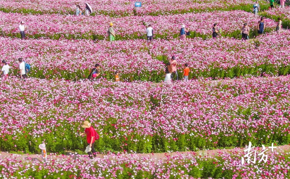板芙镇里溪村的花海