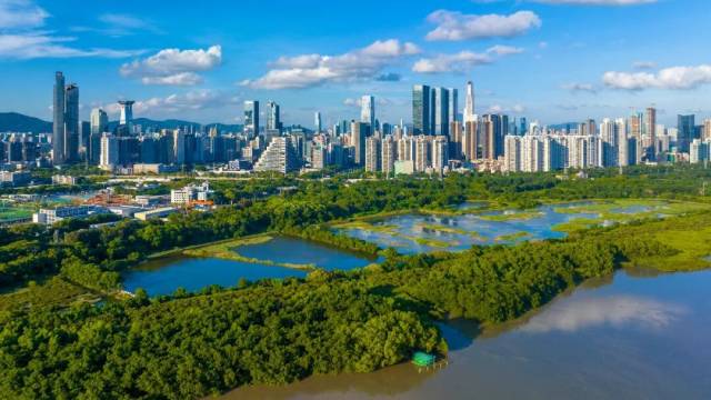 福田红树林国际重要湿地。欧鹏 摄 福田红树林国际重要湿地。欧鹏 摄