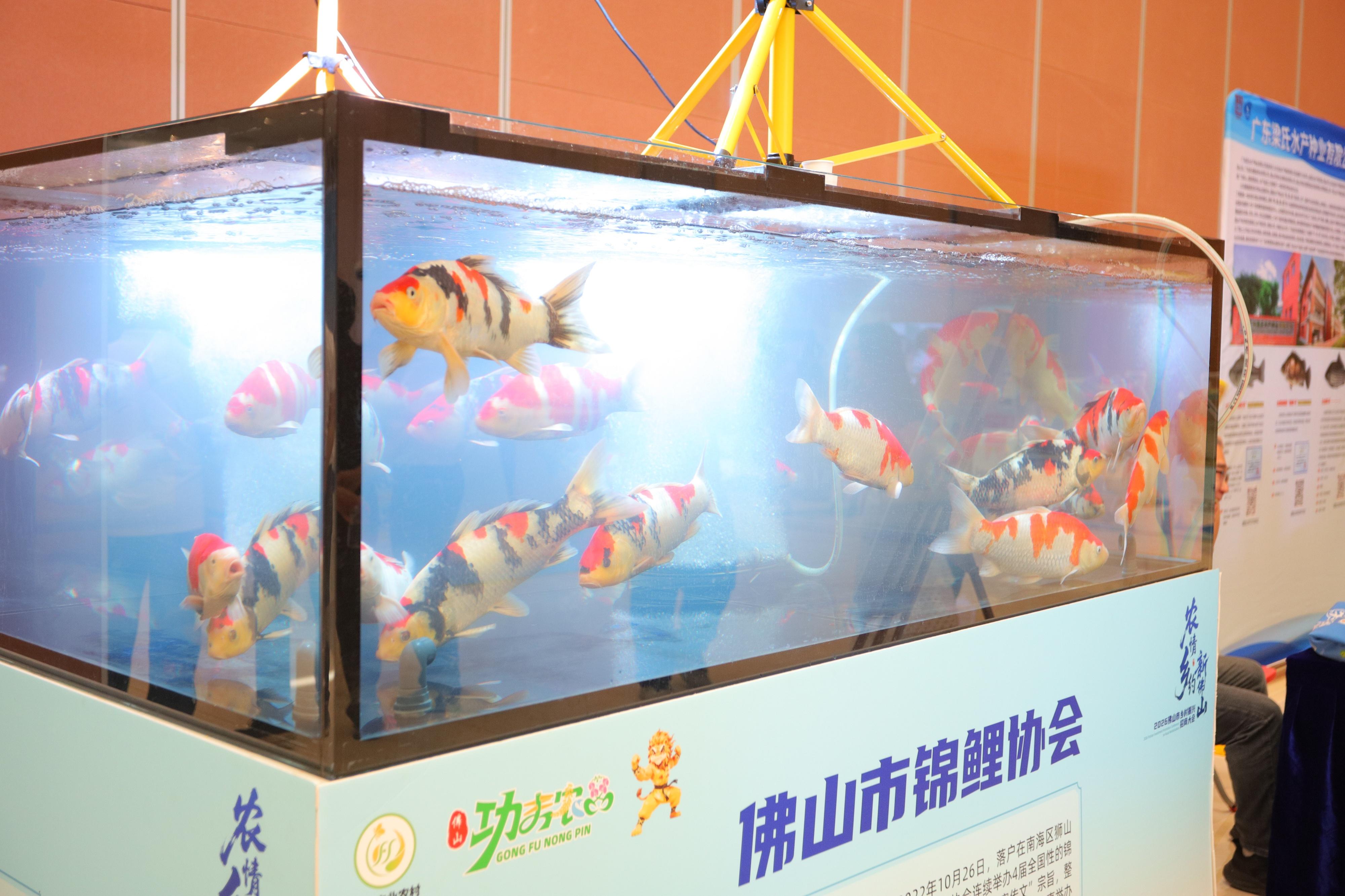 一条鱼、一枝花、一盆菜,佛山现代农业跑出500亿元产值 一条鱼、一枝花、一盆菜,佛山现代农业跑出500亿元产值